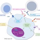 NK세포 림프종/백혈병 치료의 진전 이미지