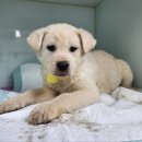 광주TNR동물병원(초월) 이미지