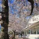 세병공원(아파트쪽) | 전주 벚꽃 실시간 핀 곳 벚꽃 봄꽃 산책 명소 데이트 장소