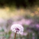 민들레홀씨 이미지