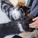 댕댕이아지트 이미지