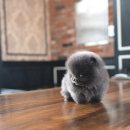 블루퍼피 이미지