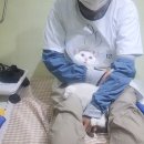 고양이 무마취 미용 냥털도둑 이미지