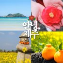 저스트렌트카 | 제주 여행 가볼만한곳 7곳 추천 1월 겨울 제주도 동백꽃 명소 포함