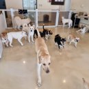 댕글벙글 이미지