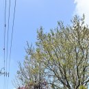 서초구립 동산마을 경로당 | 벚꽃 시즌 필수 코스, 양재천 | 사진 스팟 추천 | 주차장 위치 | 근처 브런치 맛집 추천 | 서울 벚꽃...