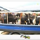 용염소농장 이미지