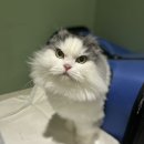 아이캣 고양이미용 호텔 이미지