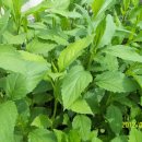 부지깽이 이미지