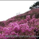 부산 진달래 명소 이미지