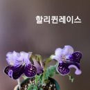 샬랄라공주