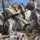 동강자연속으로 | 동강할미꽃축제 2026 | 정선 스카이워크 강원도 봄여행 코스