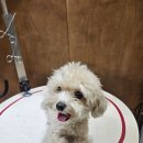 멜팅그루밍 이미지