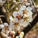 매화다리길 이미지