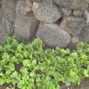 소도락하우스 이미지