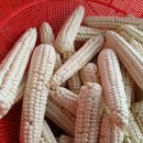 옥수수민박 이미지