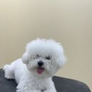 더이롭개 네이버블로그