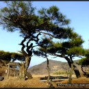 봉학산방 7년간 가식한 노송정원수[소나무특수목] 이미지