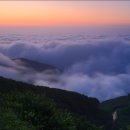 보성운해녹차 이미지