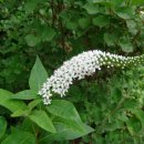 까치인터넷 이미지