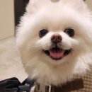 뽀꼬뽀꼬 이미지