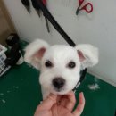 삐삐애견샵 이미지