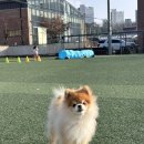 해피애견 | 별내 해피존카페 3000평 애견카페 다녀와서 해피강쥐된 후기