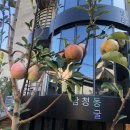 삼청동과수원 이미지