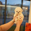 톰퍼피 강아지 분양 이미지