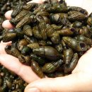 착한 다슬기 이미지