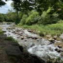 강아지풀 애견 이미지