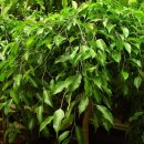 0117 벤자민고무나무 Ficus benjamina 이미지