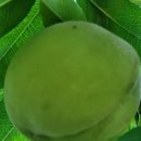 왕장5리 이미지