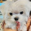 퍼피케어 이미지