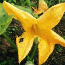 부신농장 이미지