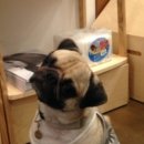 강남애견백화점 이미지