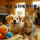 효성의집(집단급식소) | 화순 길위의 천사들 – 5월 따뜻한 구조와 치료, 입양 이야기