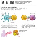 [바이오토픽] 암 면역요법: 환자의 면역세포를 암 전문 킬러로 육성한다(Cancer treatment: The killer within) 이미지