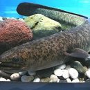 천지연무태장어천지연 이미지