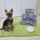 지니독 | 닥터독 베츠초이스 피부모질+ 사료 체험 후기