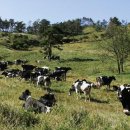 한국 축산 농원 이미지
