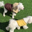 왈왈 애견유치원&호텔 | 대구애견유치원 대구애견호텔 왈왈애견호텔 애견유치원