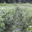 오천농장 이미지