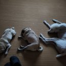 영희와철수 | 🐾 반려견과 함께 새 집으로 이사! 철수·철민·영희의 적응기