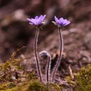 수지면 마륜마을 이미지