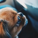 강동24시 SKY 동물의료센터 이미지