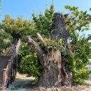 황금빛 노을 이미지