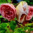 카페하늘뜨락 이미지