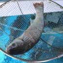 태백회수산 이미지