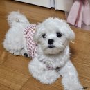 뽀드미엘 | 대구 애견미용 말티즈미용후기 뽀드미엘